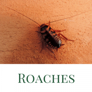 roaches 