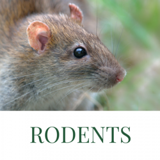 rodents 